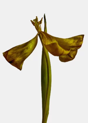 3 dried falling petals, faded yellow tulip
