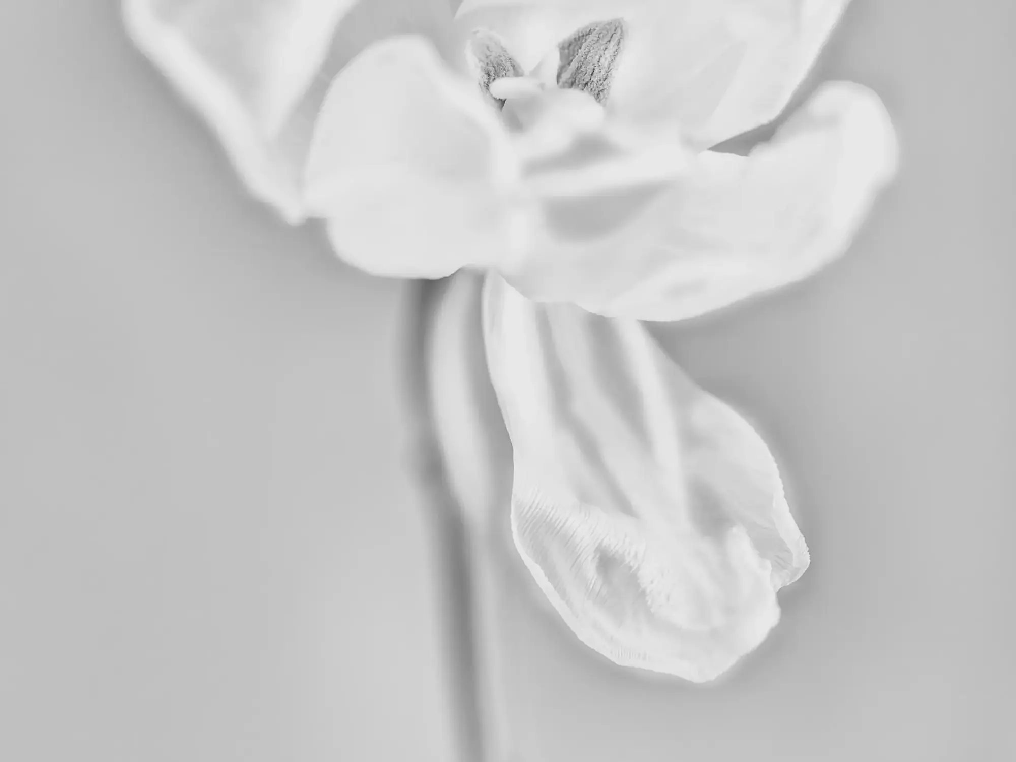 White Tulip with Falling Petal
